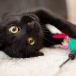 Black cat playing with toy